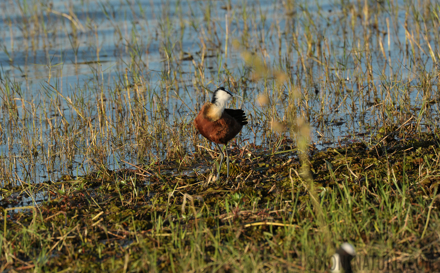 Actophilornis africanus [550 mm, 1/2000 Sek. bei f / 8.0, ISO 1600]